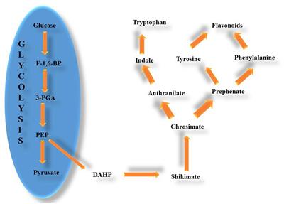 Promising bioactive properties of quercetin for potential food applications and health benefits: A review